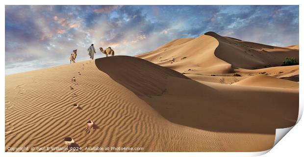 Camels & Berber in the Erg Chebbi Sand Dunes, Sahara, Morocco. Print by Paul E Williams