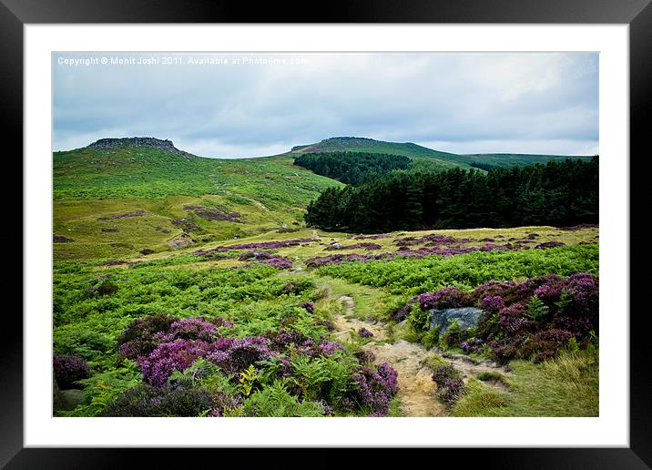 Purple Heathers Framed Mounted Print by Mohit Joshi