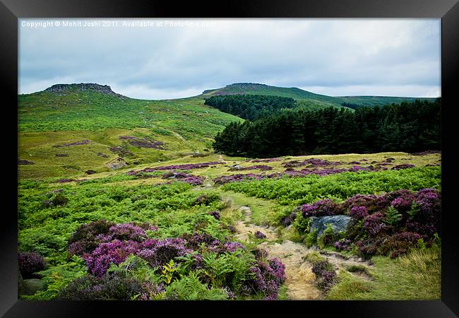 Purple Heathers Framed Print by Mohit Joshi