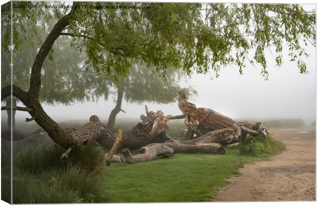 Damaged fallen willow tree Canvas Print by Kevin White