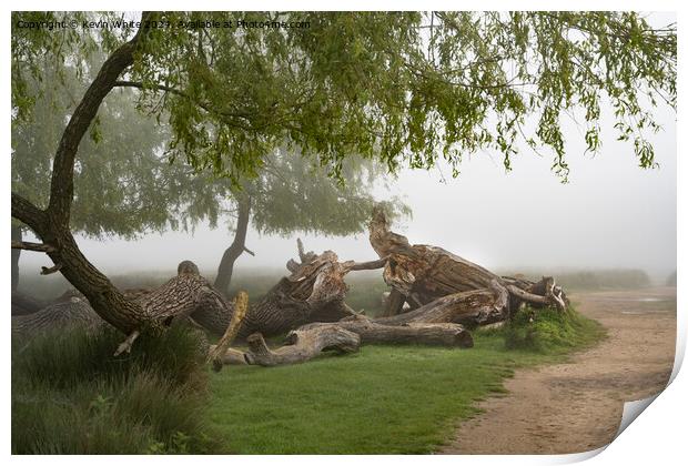 Damaged fallen willow tree Print by Kevin White