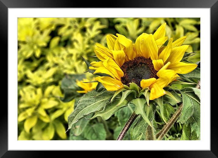 Staring at the sun... Framed Mounted Print by Maria Tzamtzi Photography
