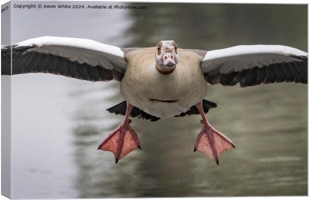 Goose landing Canvas Print by Kevin White