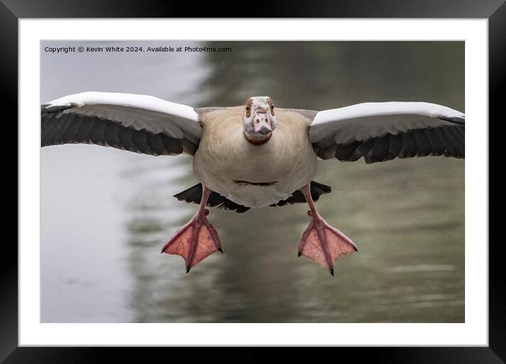 Goose landing Framed Mounted Print by Kevin White