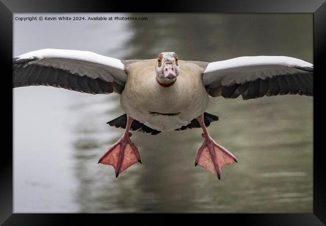 Goose landing Framed Print by Kevin White