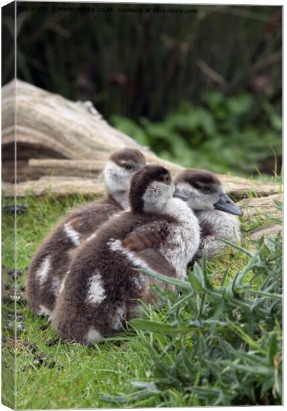 Goslings huddled and snuggled together Canvas Print by Kevin White