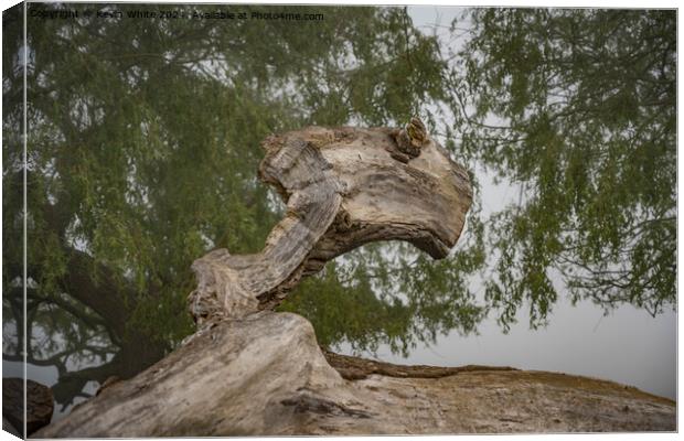Interesting fallen tree shapes Canvas Print by Kevin White