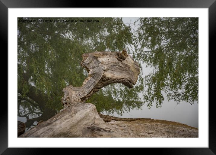Interesting fallen tree shapes Framed Mounted Print by Kevin White