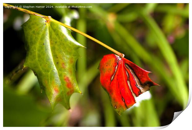 Mahonia Leaves Print by Stephen Hamer