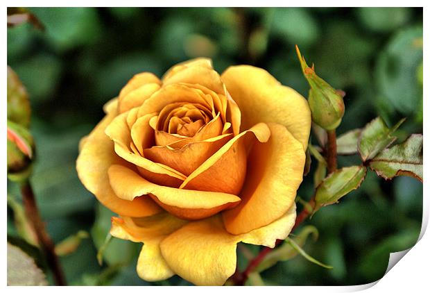 Single Orange rose looking... Print by Maria Tzamtzi Photography