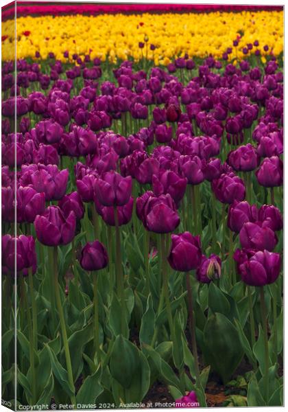 Tulips in full bloom Canvas Print by Peter Davies