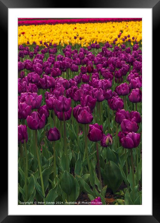 Tulips in full bloom Framed Mounted Print by Peter Davies