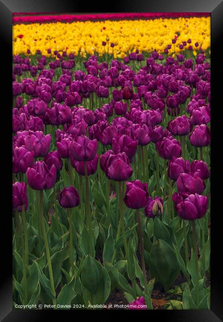 Tulips in full bloom Framed Print by Peter Davies