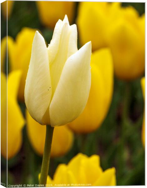 Beautiful white tulip Canvas Print by Peter Davies