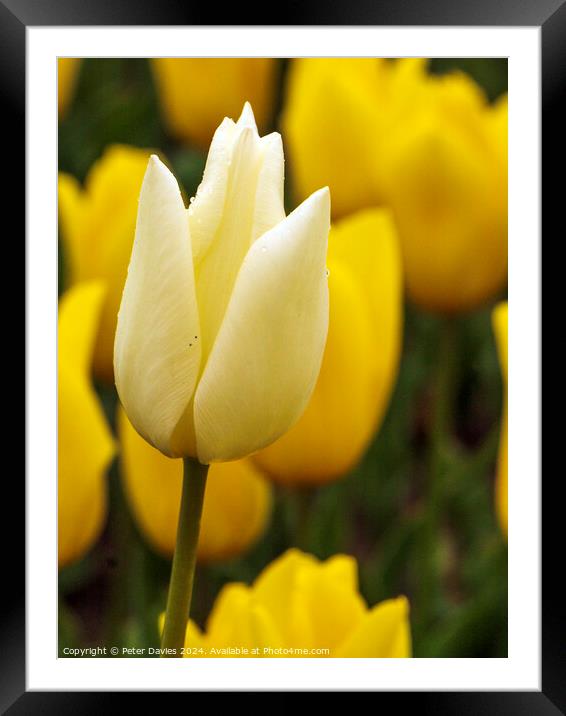 Beautiful white tulip Framed Mounted Print by Peter Davies