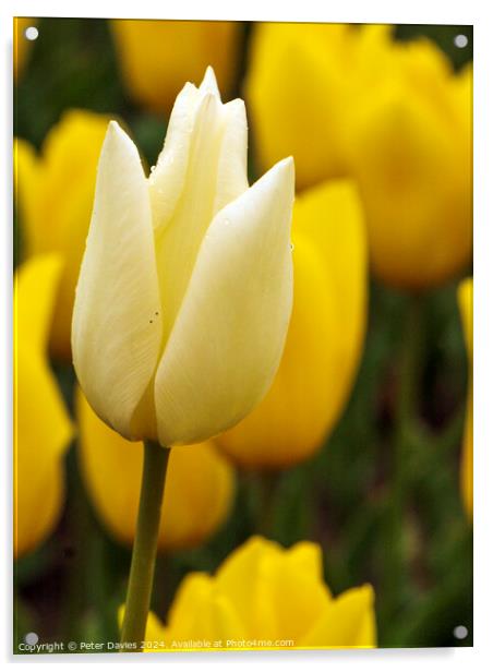 Beautiful white tulip Acrylic by Peter Davies