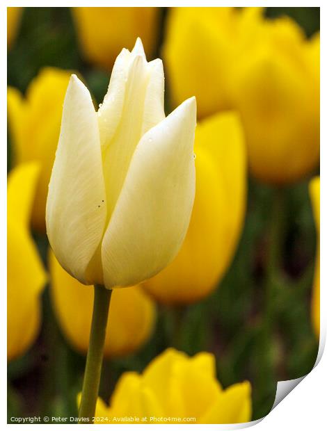 Beautiful white tulip Print by Peter Davies