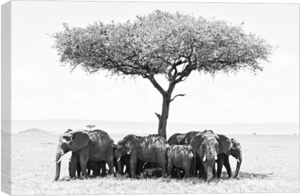 Elephants under Umbrella Tree in Serengeti. Canvas Print by Kristine Sipola