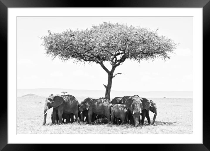 Elephants under Umbrella Tree in Serengeti. Framed Mounted Print by Kristine Sipola