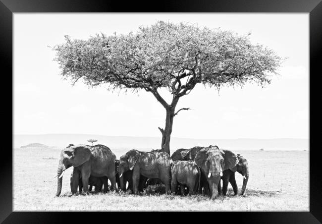 Elephants under Umbrella Tree in Serengeti. Framed Print by Kristine Sipola