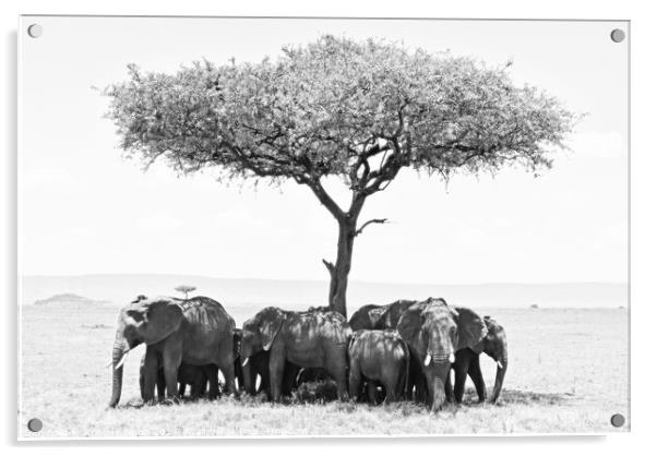 Elephants under Umbrella Tree in Serengeti. Acrylic by Kristine Sipola