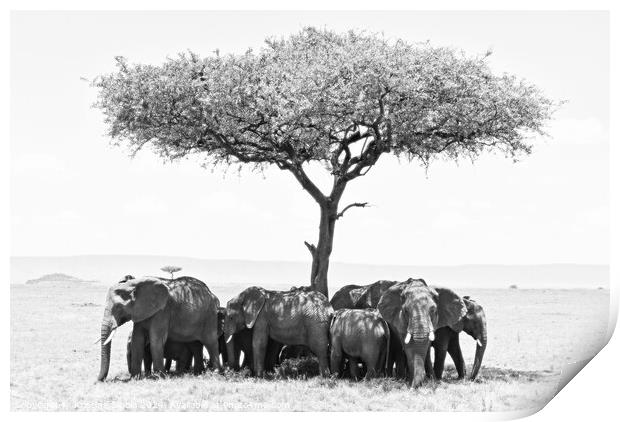 Elephants under Umbrella Tree in Serengeti. Print by Kristine Sipola