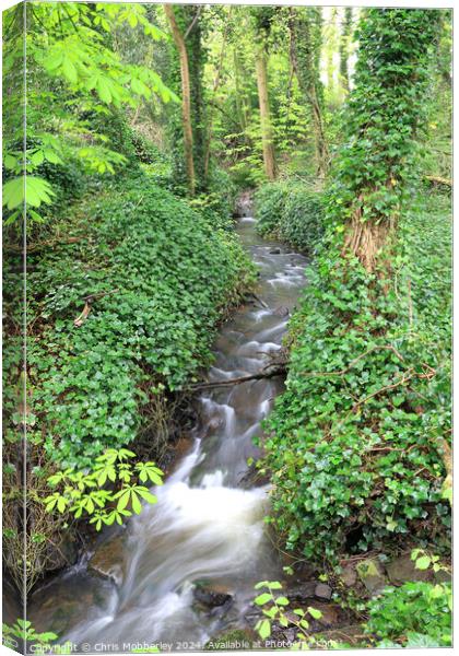 Stream with ivy banks Canvas Print by Chris Mobberley