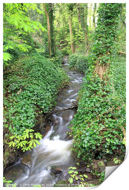 Stream with ivy banks Print by Chris Mobberley