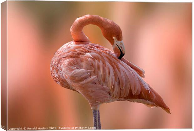 Flamingo Canvas Print by Ronald Haslam