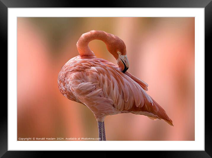Flamingo Framed Mounted Print by Ronald Haslam