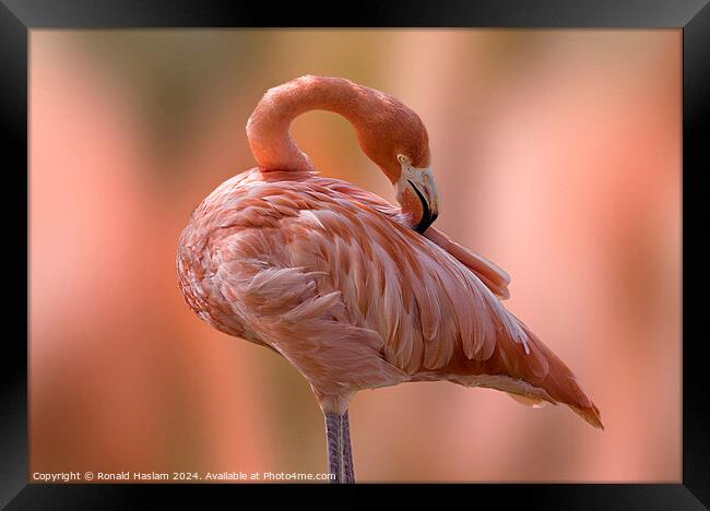 Flamingo Framed Print by Ronald Haslam