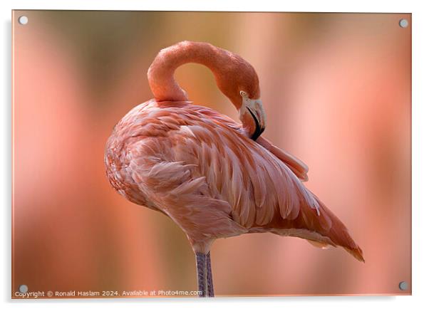 Flamingo Acrylic by Ronald Haslam