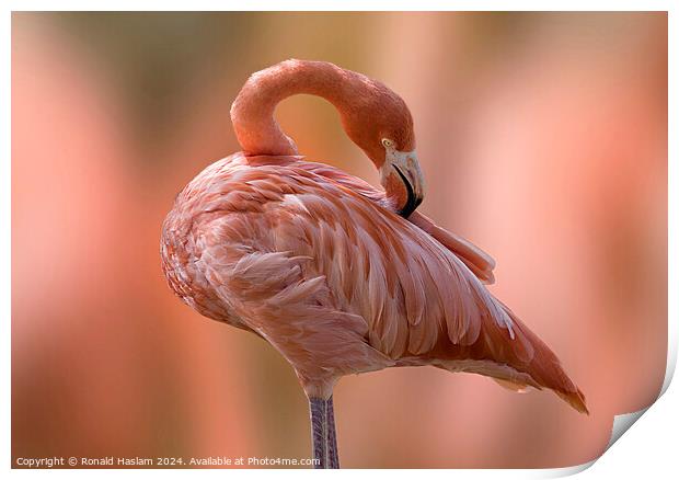 Flamingo Print by Ronald Haslam