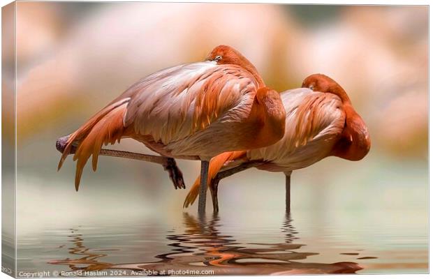 A pair of flamingoes Canvas Print by Ronald Haslam