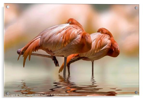 A pair of flamingoes Acrylic by Ronald Haslam