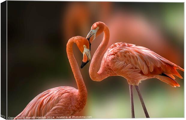 Pair of Elegant Flamingoes Canvas Print by Ronald Haslam