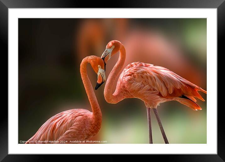 Pair of Elegant Flamingoes Framed Mounted Print by Ronald Haslam