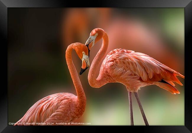 Pair of Elegant Flamingoes Framed Print by Ronald Haslam