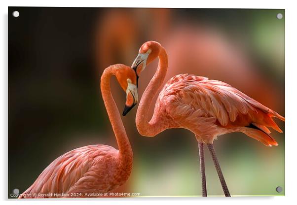 Pair of Elegant Flamingoes Acrylic by Ronald Haslam