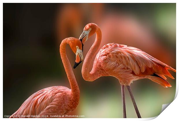Pair of Elegant Flamingoes Print by Ronald Haslam