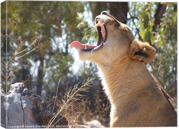 Lioness Yawning Canvas Print by helene duerden
