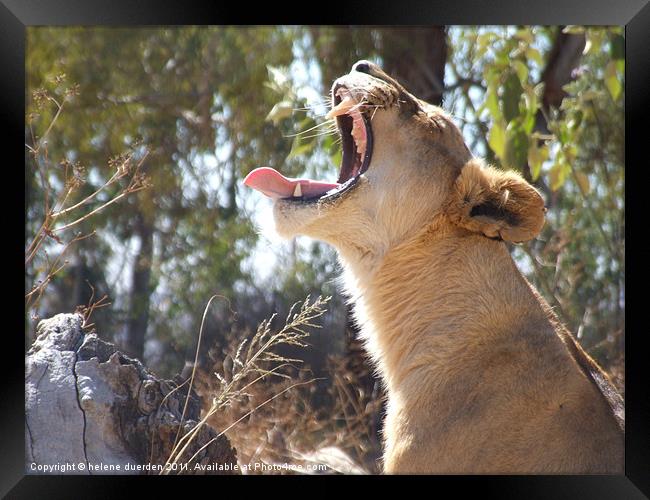 Lioness Yawning Framed Print by helene duerden