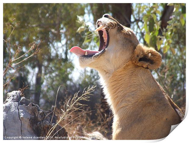 Lioness Yawning Print by helene duerden