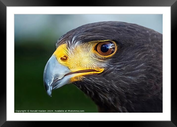 Eagle Framed Mounted Print by Ronald Haslam