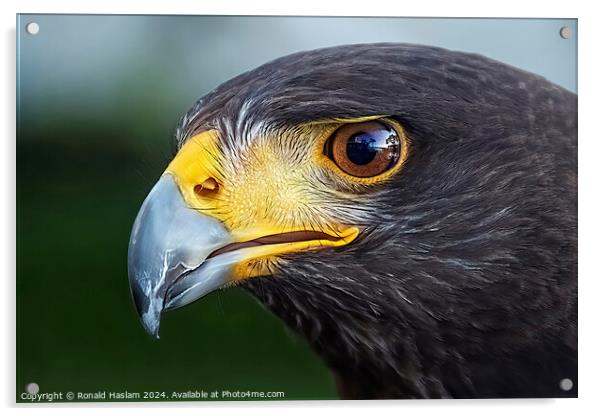 Eagle Acrylic by Ronald Haslam