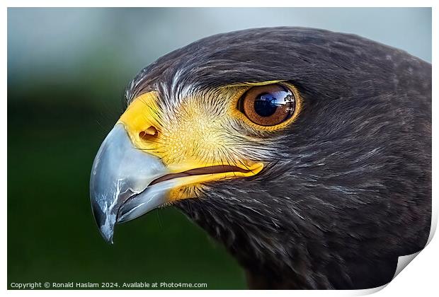 Eagle Print by Ronald Haslam