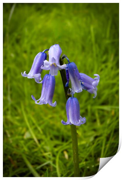 Bluebells Print by Glen Allen