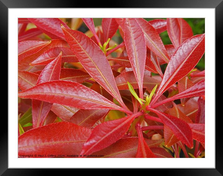 Pieris japonica 'Mountain Fire' Framed Mounted Print by Paul J. Collins