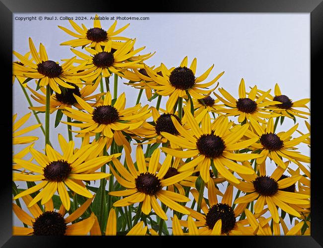 Rudbeckia Goldstar Framed Print by Paul J. Collins