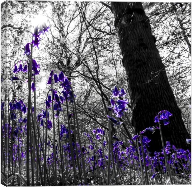A Bluebells Perspective in a Wild Bluebell Wood Canvas Print by Alice Rose Lenton